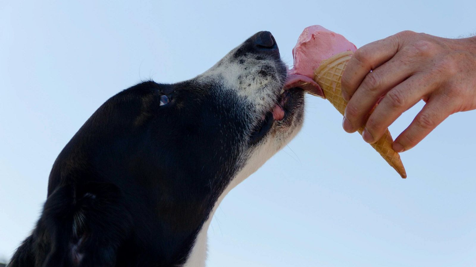 Las 4 mejores recetas de helados para perros: refresca a tu peludo este verano