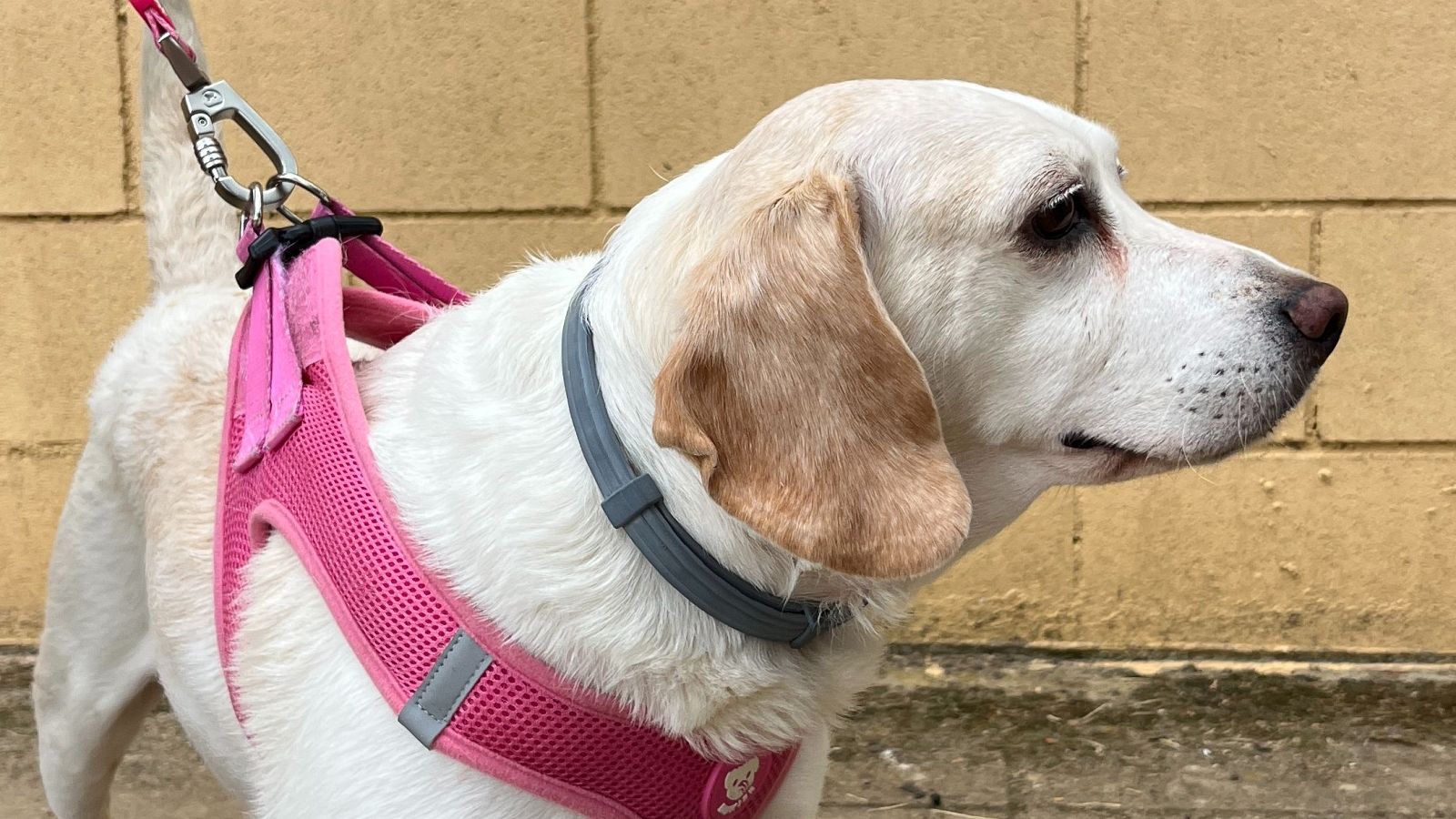 El terrible final de Laika en 'Dog House': “Al llegar a casa, a Laika le encontraron un bulto en el cuerpo. Al operarla, se dieron cuenta de que era grave”