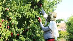 Mor un temporer de 61 anys a Alcarràs en ple pic de calor
