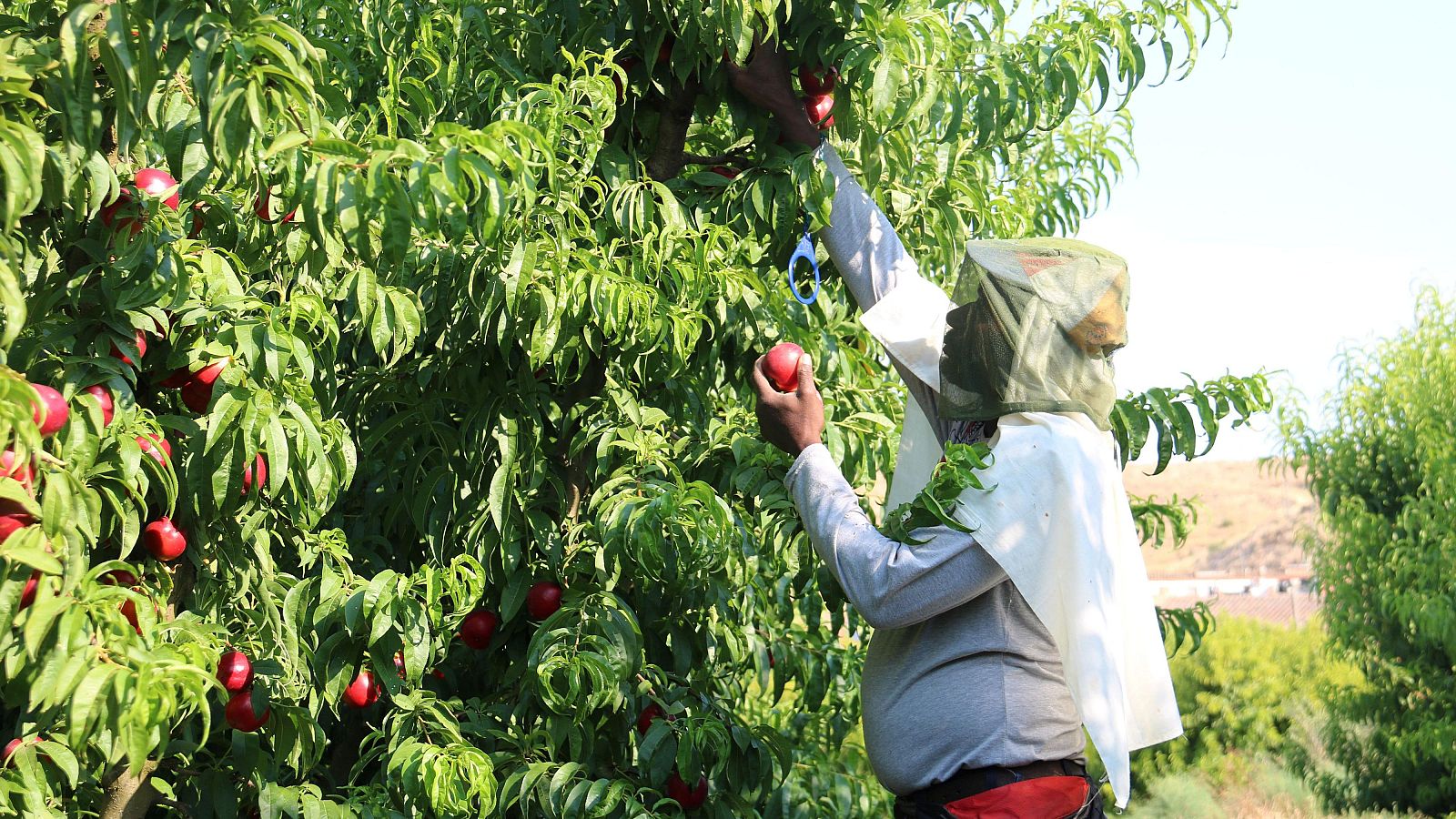 Un temporer a Aitona