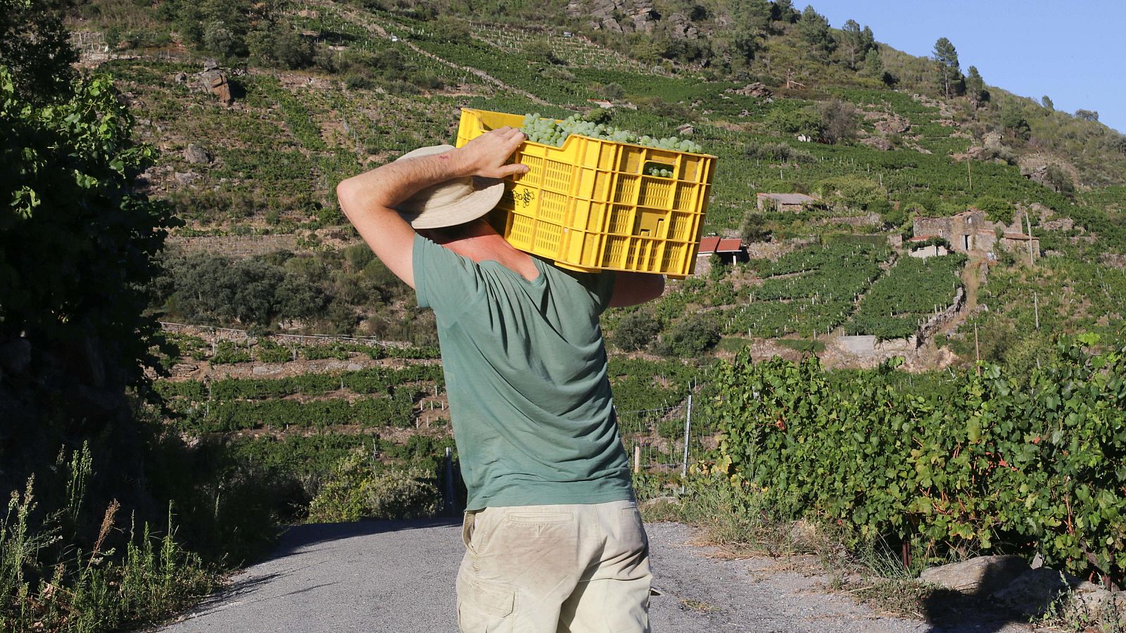 Temporero recogiendo uvas en un viñedo. Lleva una caja amarilla y viste ropa ligera. La imagen evoca las difíciles condiciones laborales en el campo.