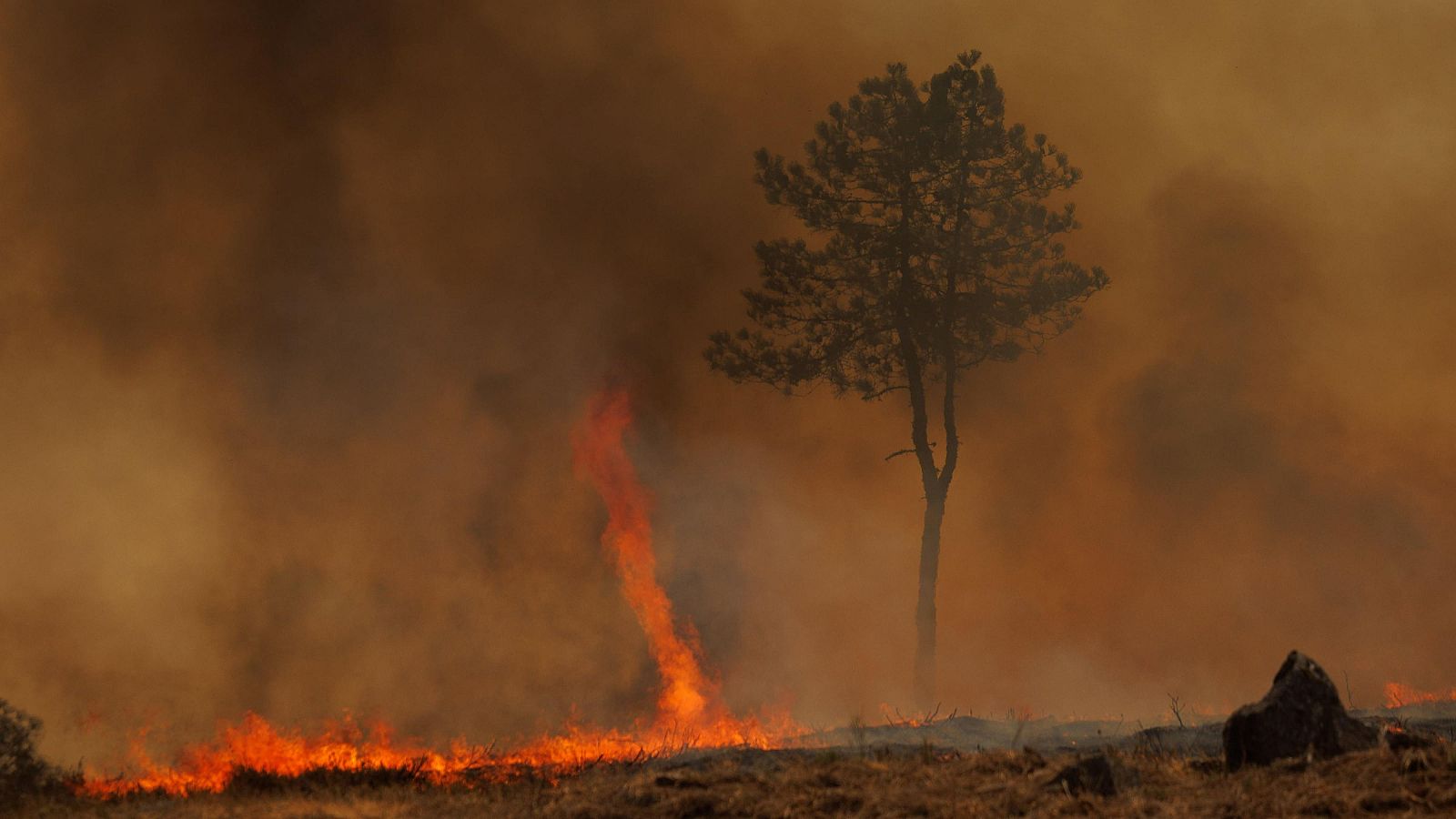 Incendio forestal: pino solitario resiste entre llamas anaranjadas y humo marrón-anaranjado. Roca oscura visible en primer plano.