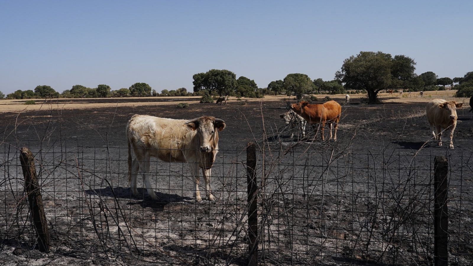 Vacas pastan en un campo quemado en España.  Suelo cubierto de cenizas, vegetación afectada y cielo despejado. Impacto del incendio en el ganado visible.