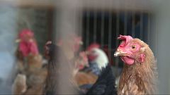 Más de 700 gallinas toman Torrevieja: ¿Qué opinan los vecinos?