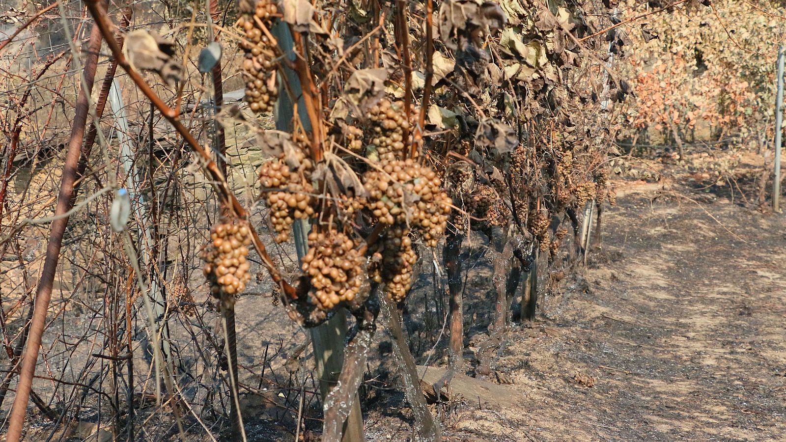 Vista de varias cepas quemadas tras el paso del incendio