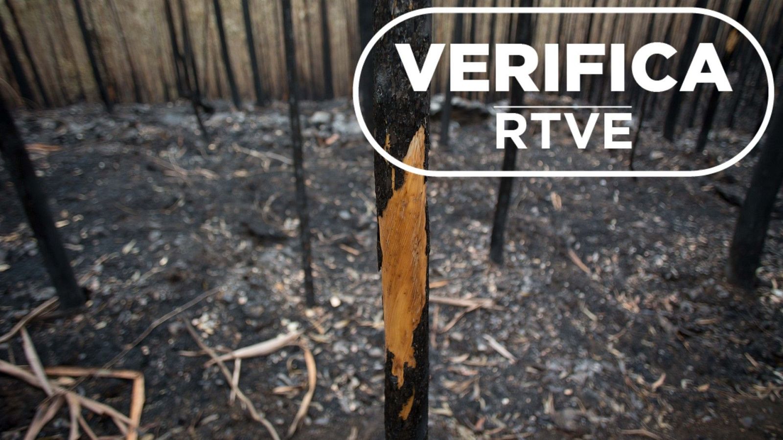 El futuro de los montes quemados: ¿qué dice la ley sobre su uso?