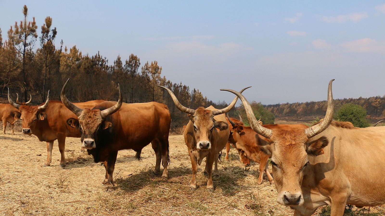 Varias reses vienen en busca de comida tras arder todo el monte