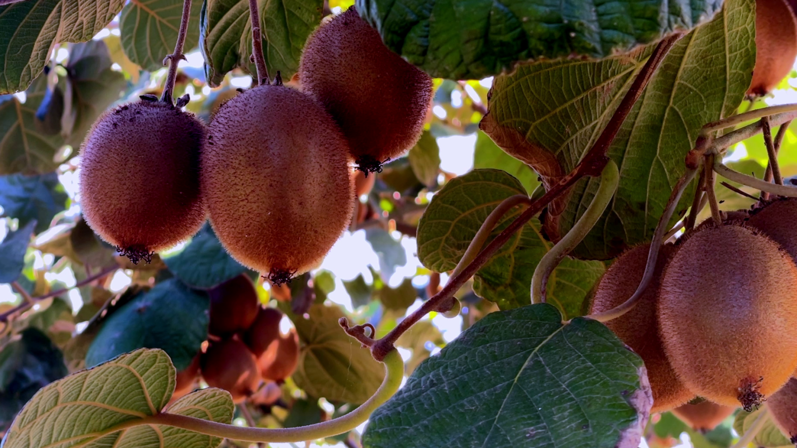 Cultivar kiwis: fàcil o difícil?