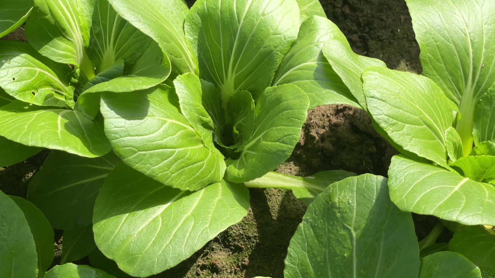 Aquestes són les noves verdures que venen de la Xina