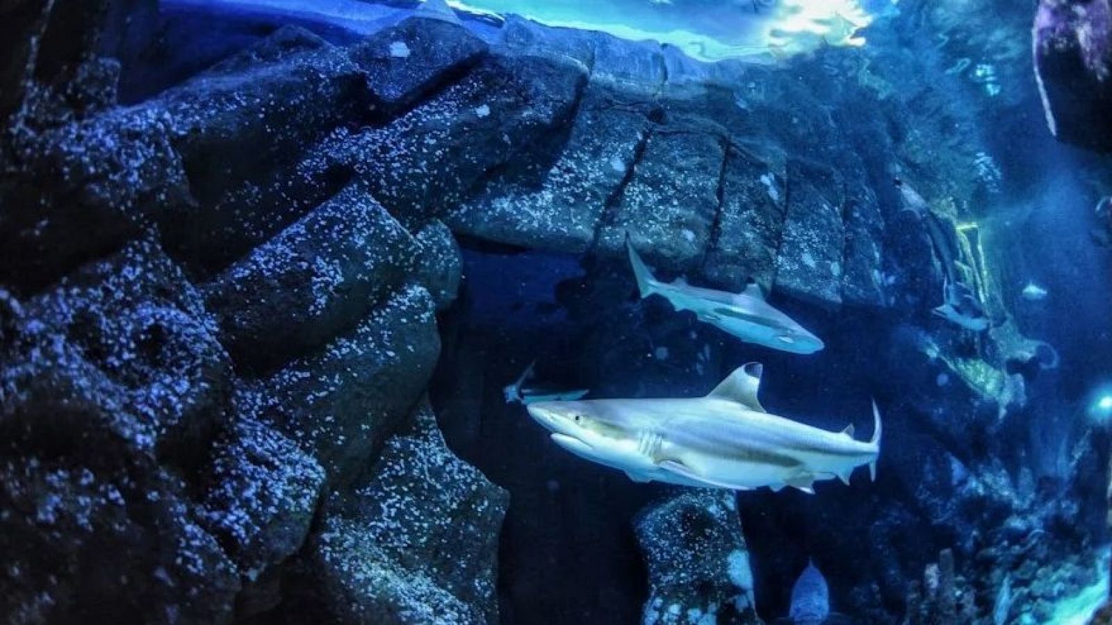 Tiburón de arrecife de puntas negras en Sealife Oberhausen