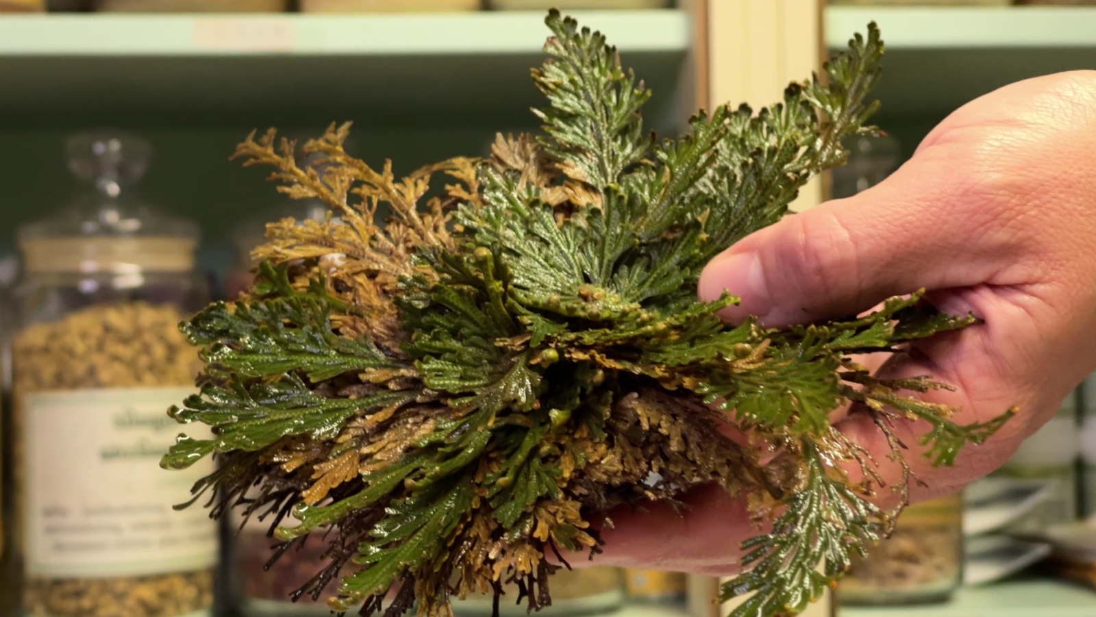 La rosa de Jericó: així és aquesta planta que ressuscita