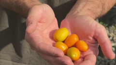 Els secrets del cumquat, un cítric ric en vitamina C