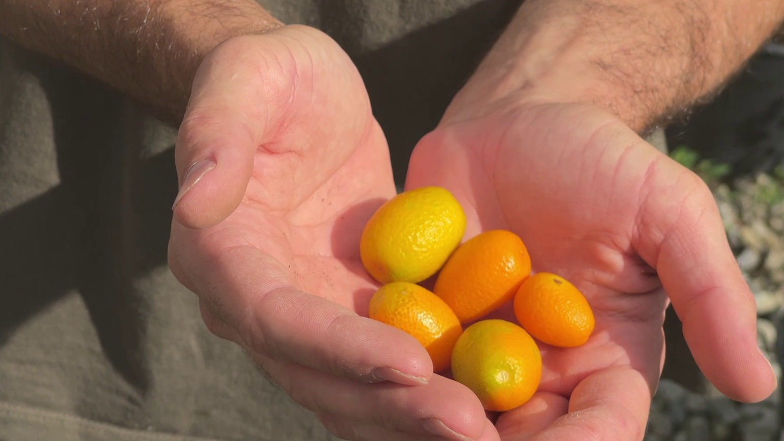 Els secrets del cumquat, un cítric ric en vitamina C