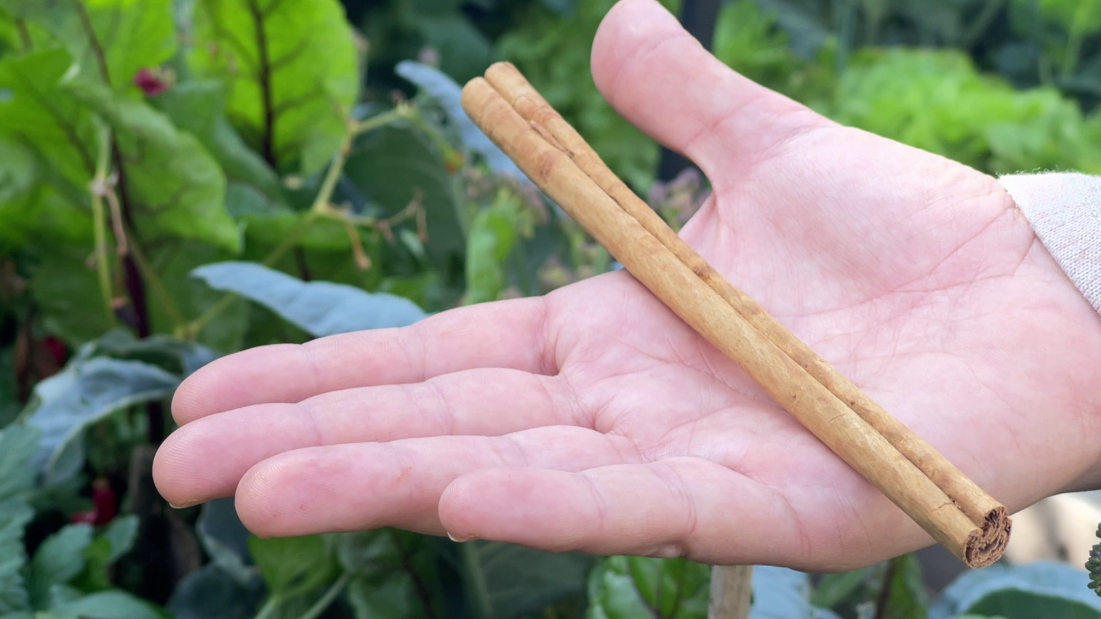 Canyella autèntica: aquestes són les propietats de l'espècia originària de Sri Lanka