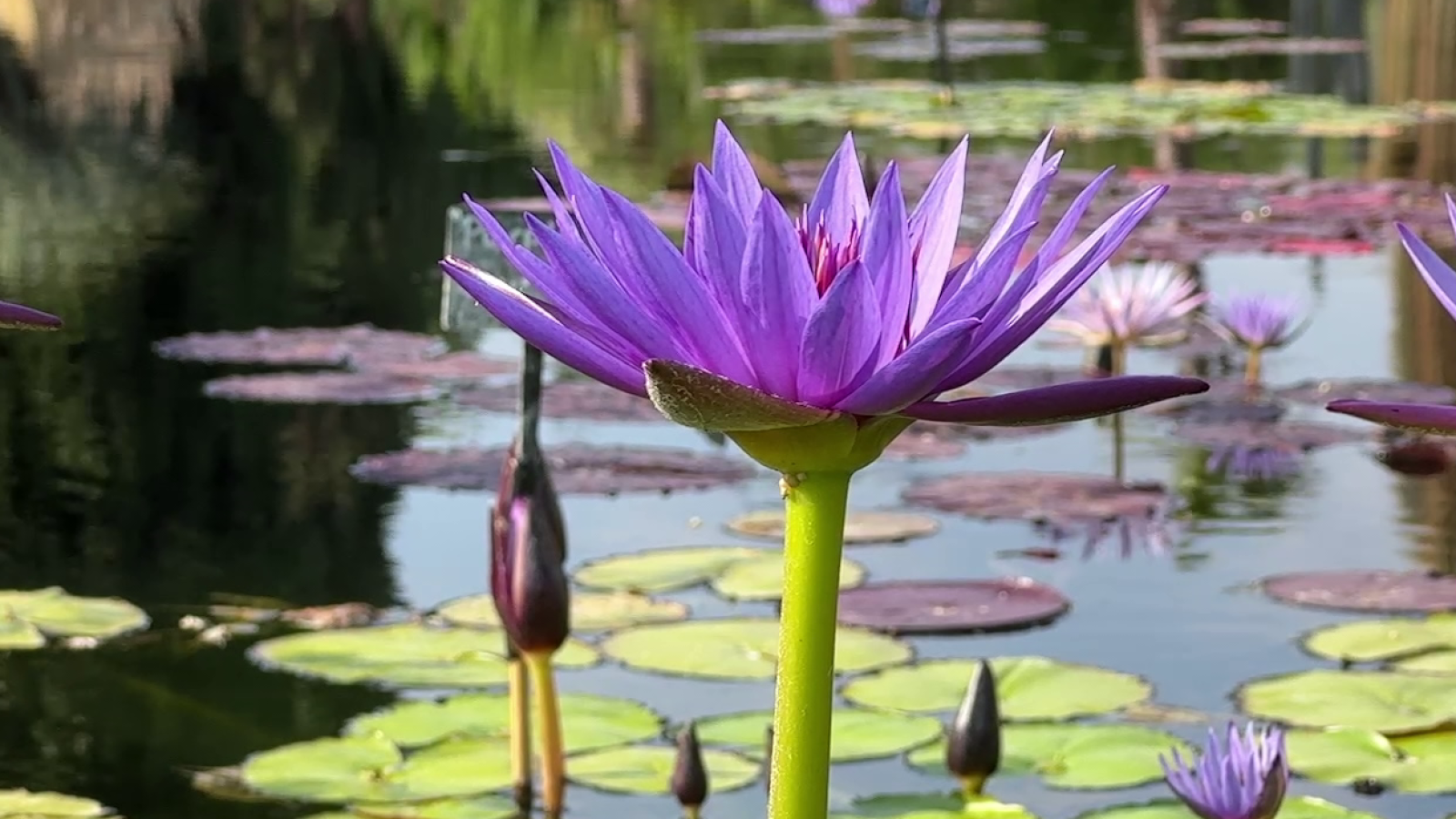 El nenúfar: la flor aquàtica que reneix
