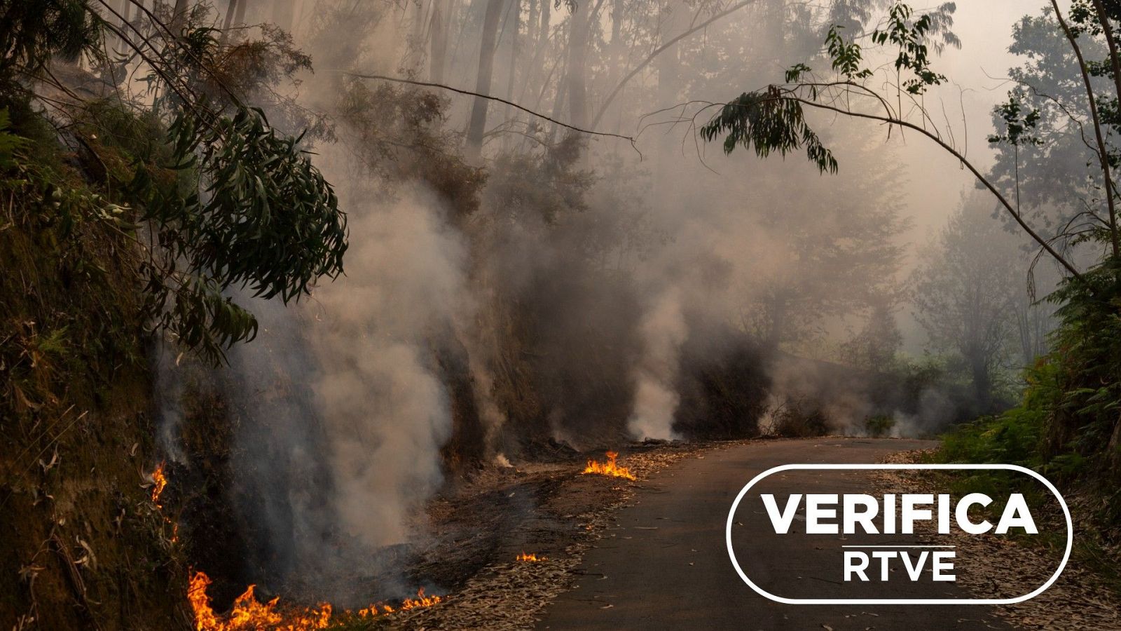 Uso de la ley y sus limitaciones en la "limpieza" de montes