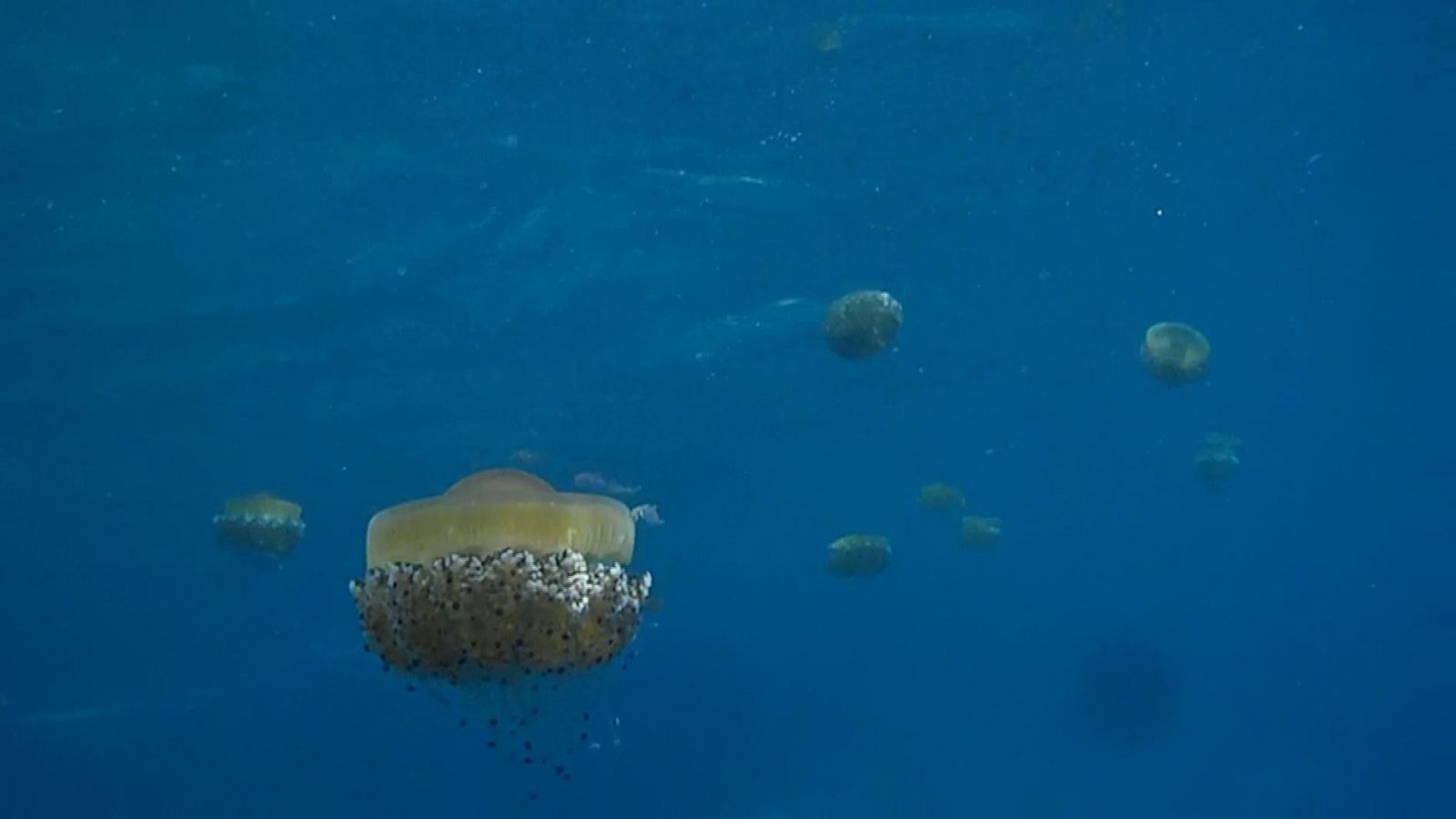 Born blau i ou ferrat, han estat les meduses més vistes a la Costa Brava aquest estiu