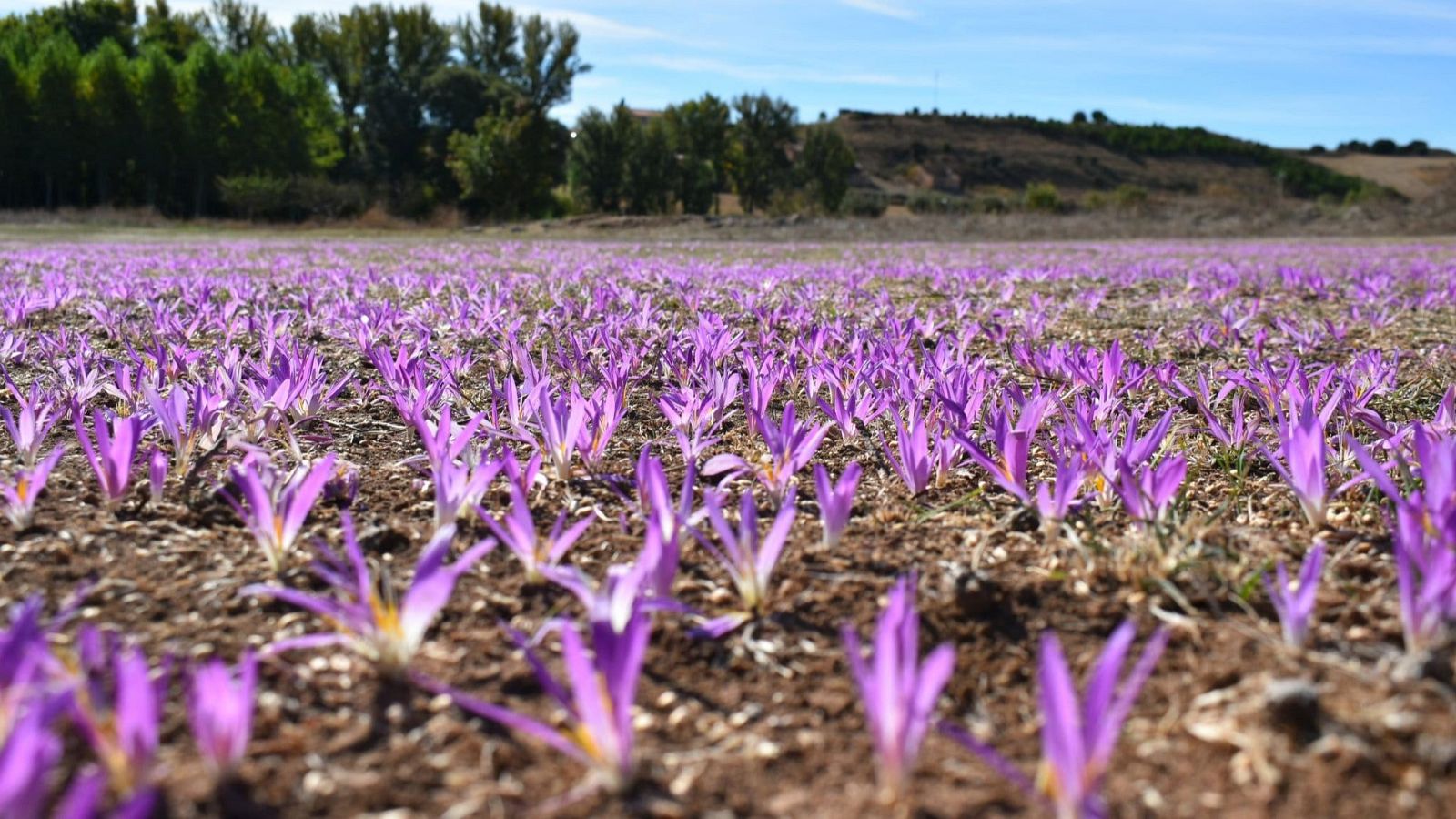 Quitameriendas, las flores que renacen de las cenizas
