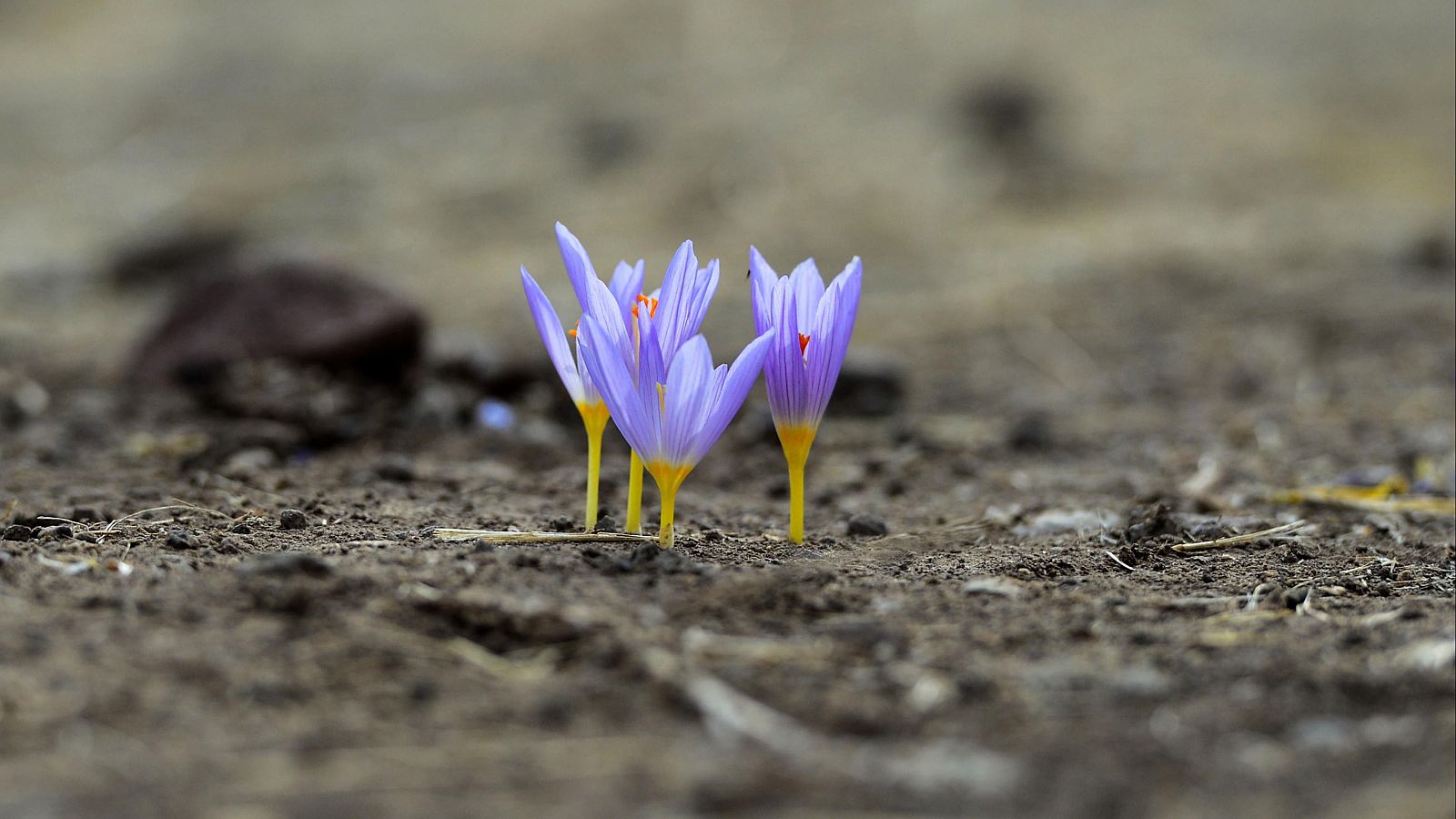 Buenas noticias de la semana del 1 al 7 de septiembre: primeros brotes tras los incendios