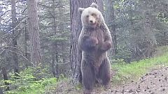 El vídeo de un oso en el Valle de Arán que tardaron 15 años en grabar ya es viral: así fue como se logró