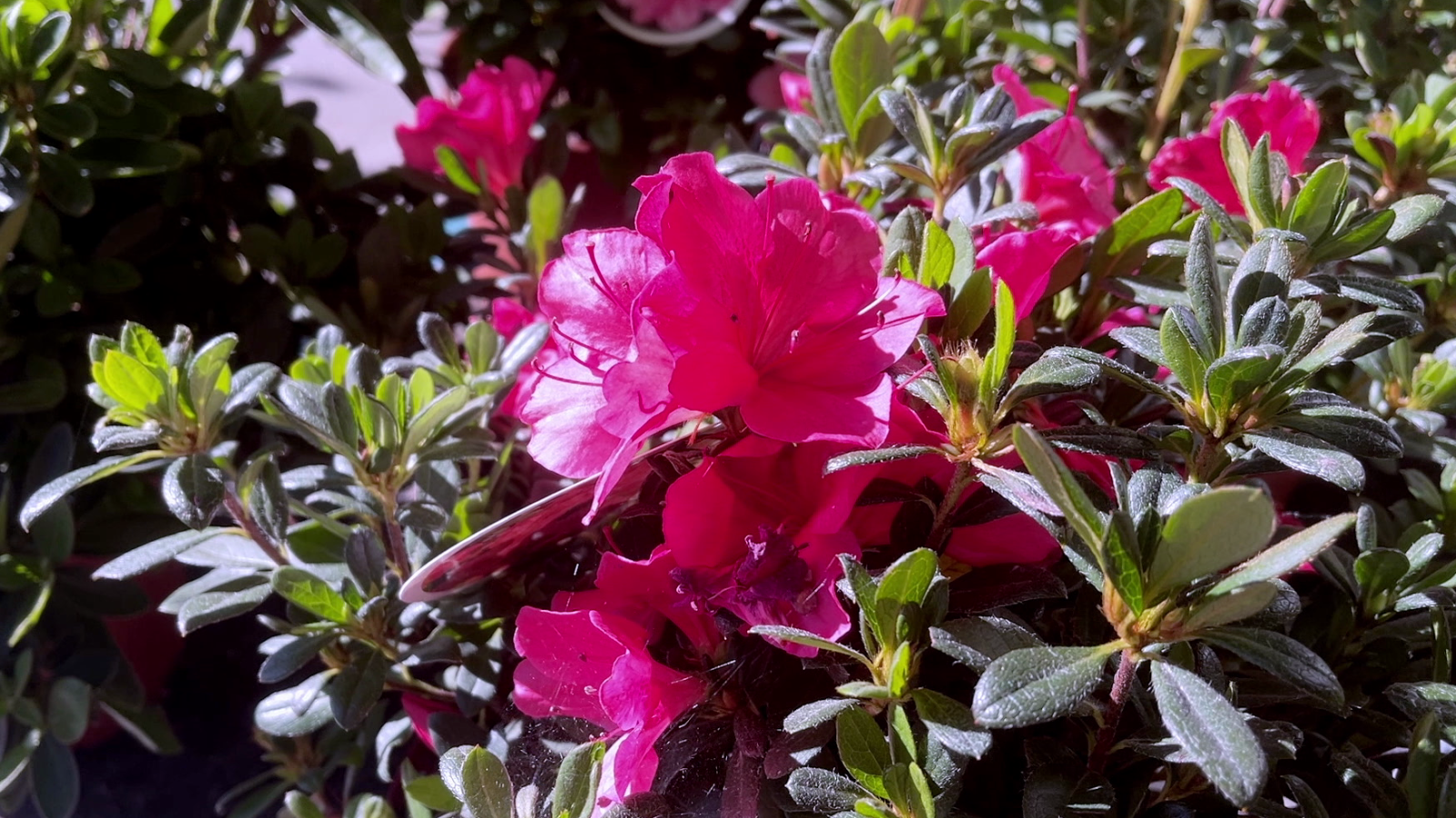 Quines plantes evitar si tens mascotes?