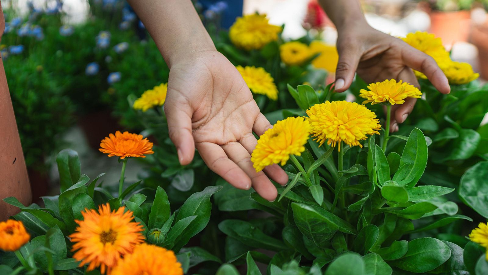 La calèndula: un dels tresors més preuats de tot jardí