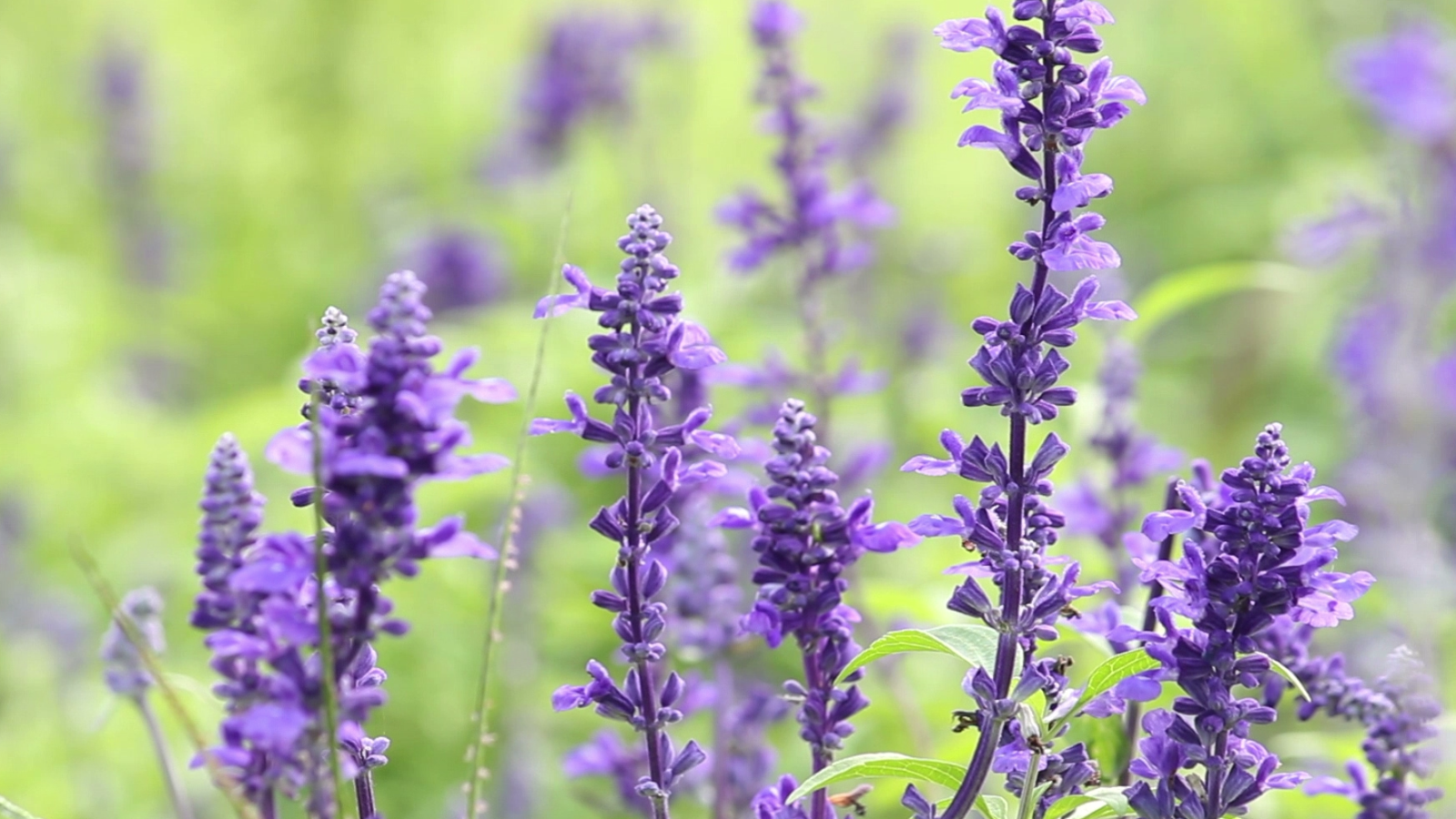 Gaudeix de l'aromateràpia amb aquest ambientador natural de lavanda