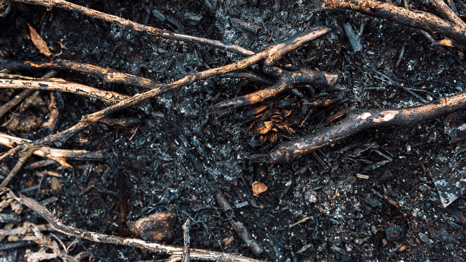 Tirar cendres al substrat és beneficiós: mite o realitat?