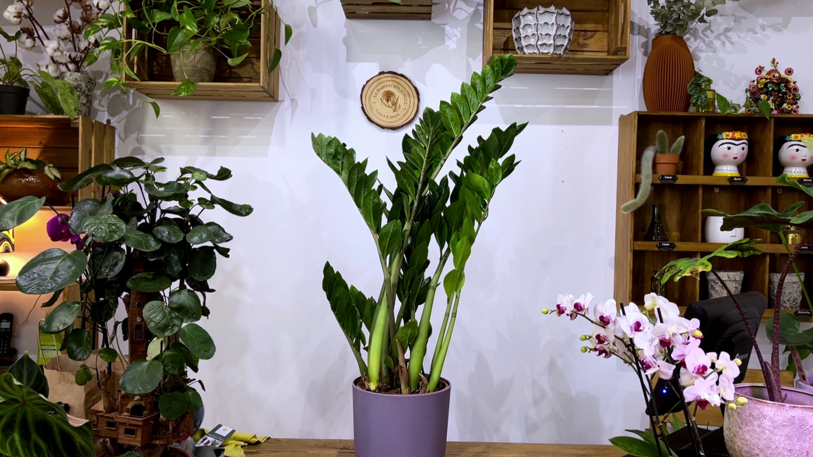 Aquests són els beneficis d'un jardí que necessita poca aigua