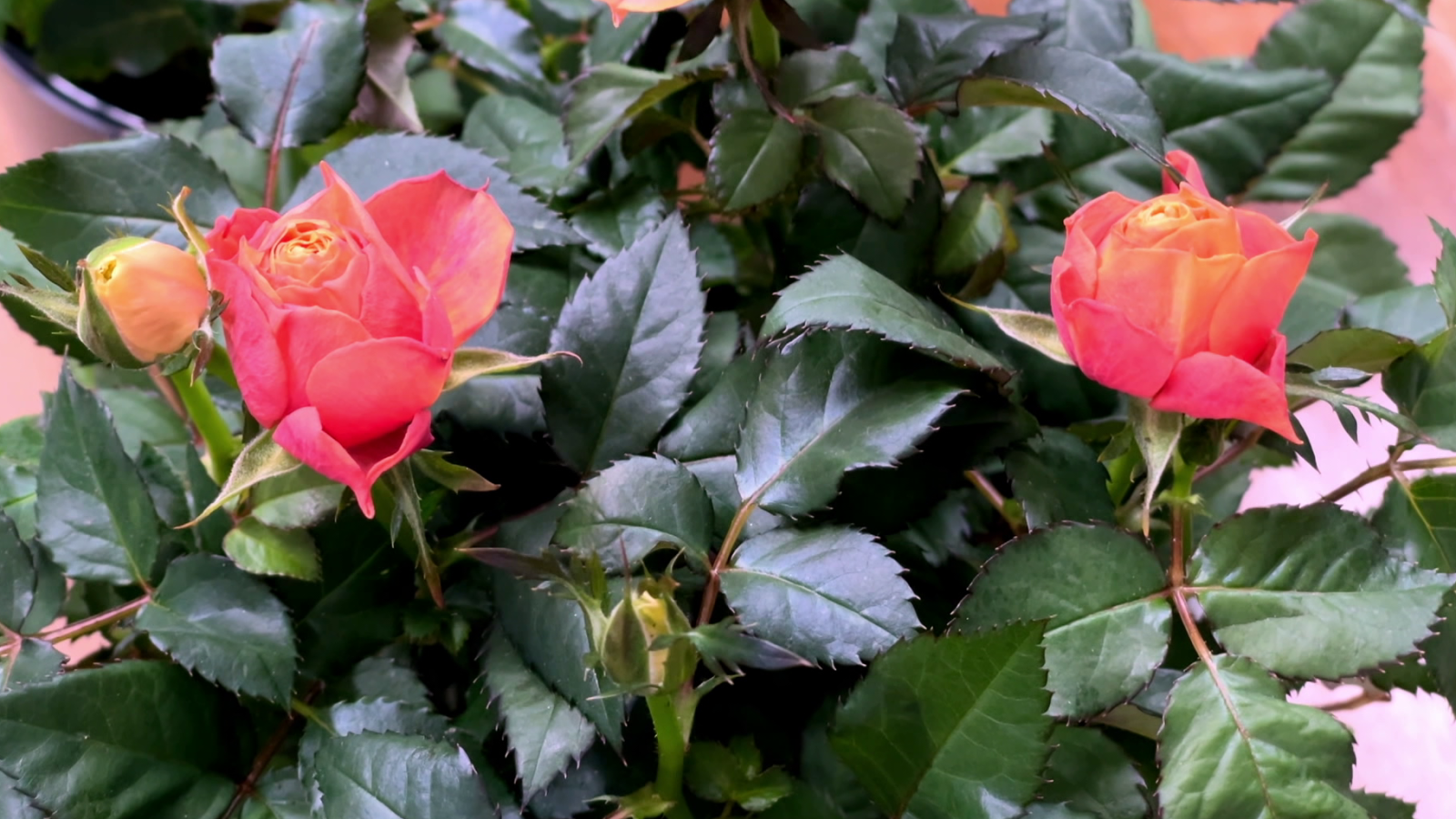 Errors comuns que es cometen amb els rosers de pitiminí