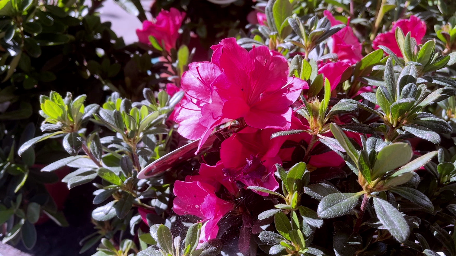 La malva, una planta molt polivalent