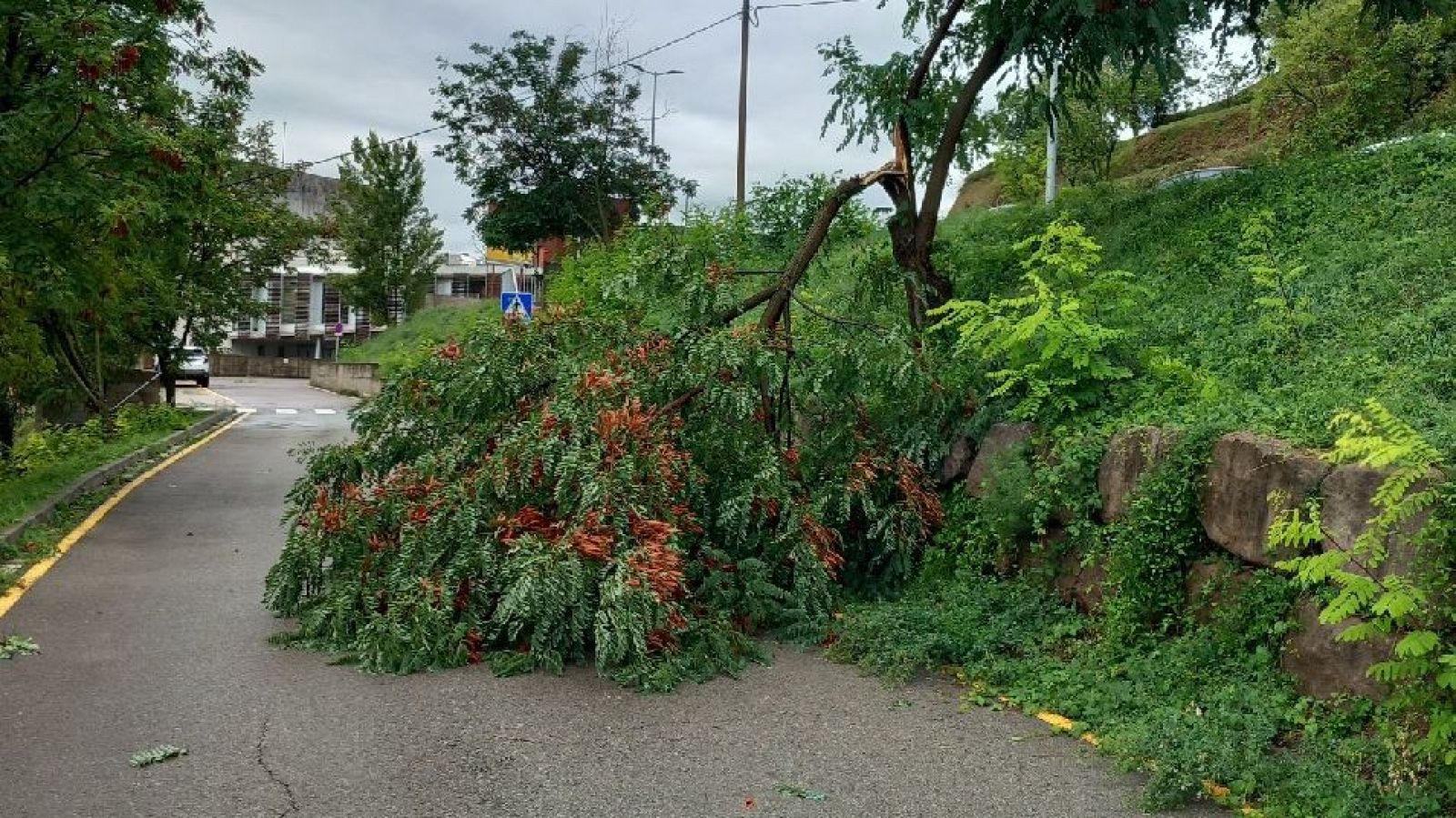 Les pluges intenses han afectat diversos arbres, com aquest que ha cedit a Berga