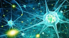 Un nuevo tratamiento probado en ratones logra reducir la progresión de la enfermedad de Parkinson
