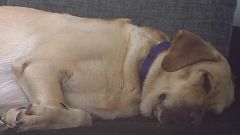 El olfato que salva vidas: Aika, la perrita capaz de detectar crisis de hipoglucemia