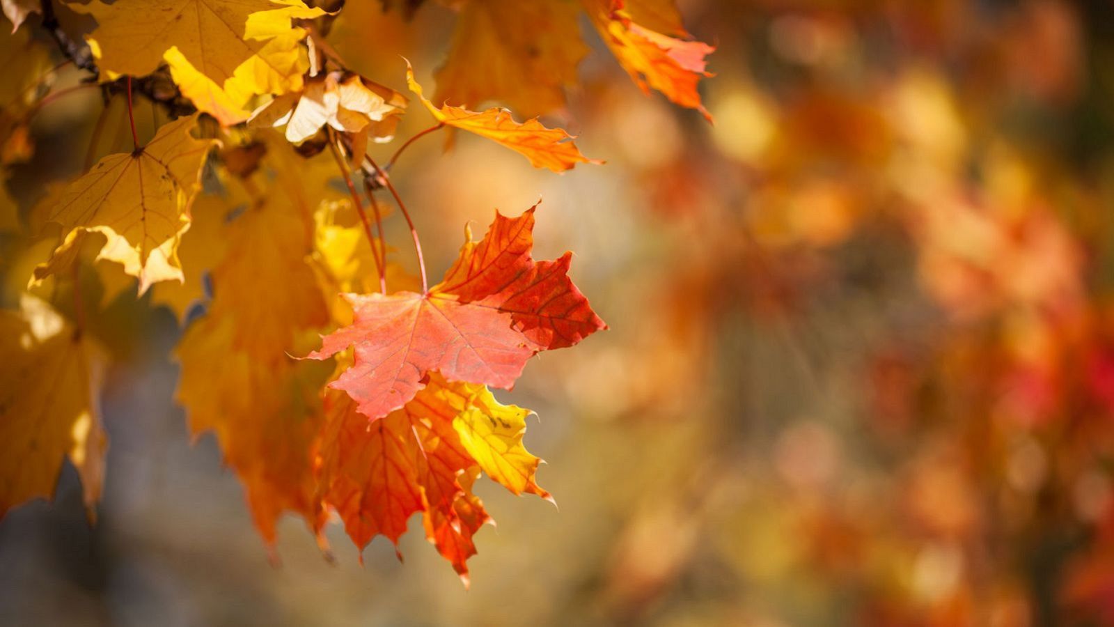 L'AEMET preveu una tardor càlida amb pluges abundants