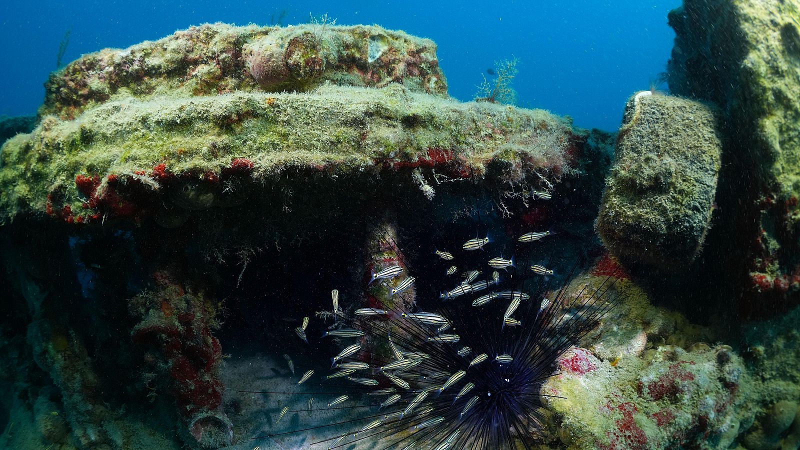 Buenas noticias de la semana del 22 al 28 de septiembre: Florece la vida entre la chatarra bélica sumergida