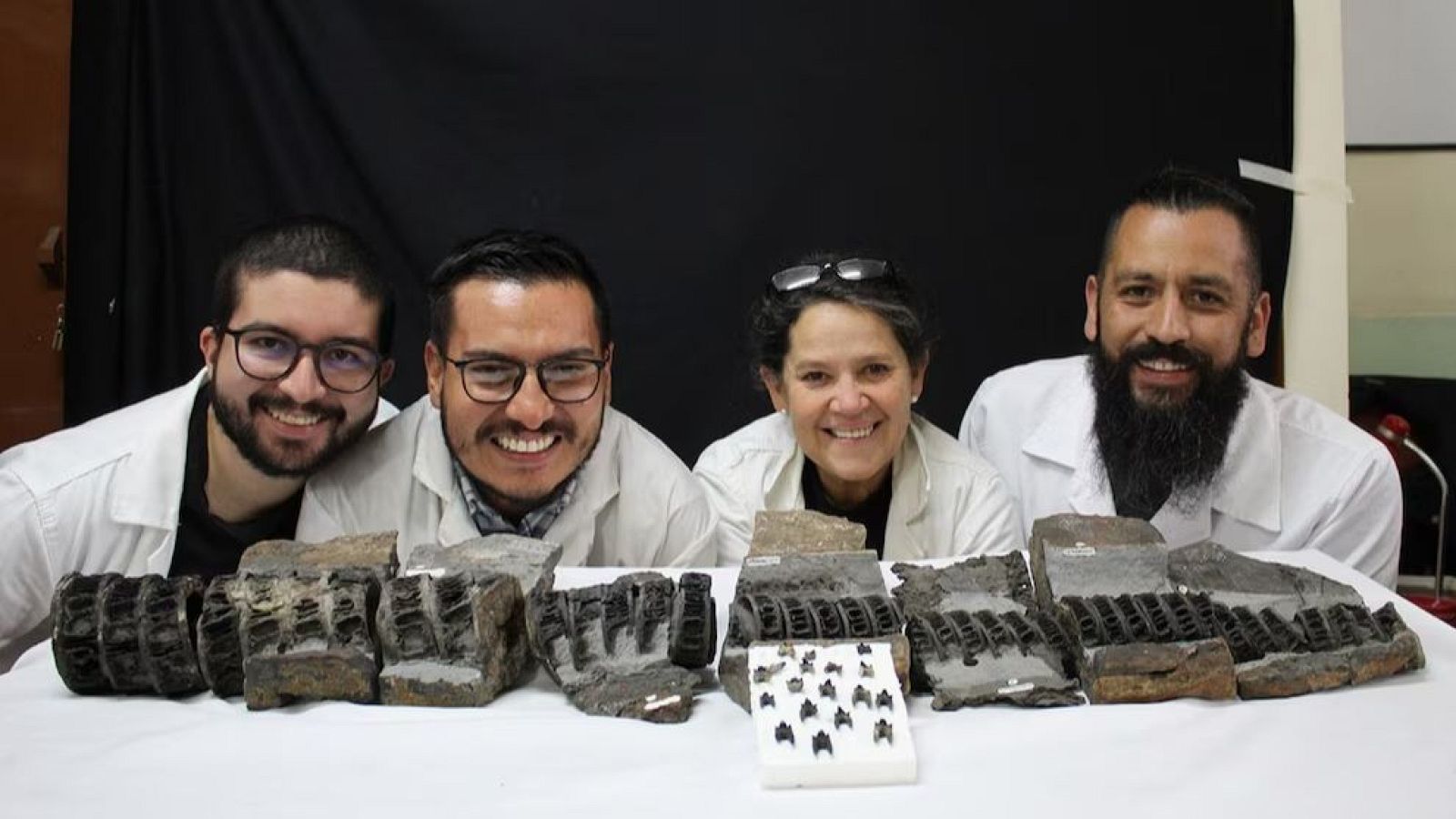 Descubren en el centro de Colombia el fósil más completo del tiburón gigante del mundo