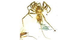 Hallan una araña con cola de hace 100 millones de años preservada en ámbar