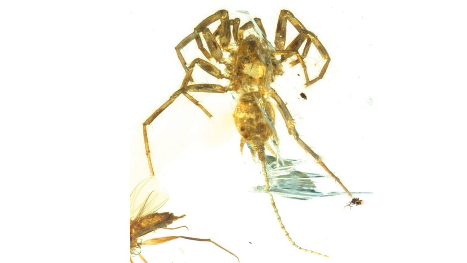 Hallan una araña con cola preservada en ámbar desde hace 100 millones de años