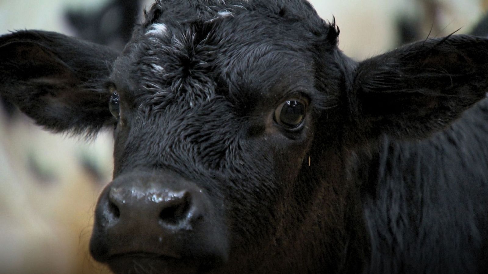 Imatge del bestiar boví en una granja