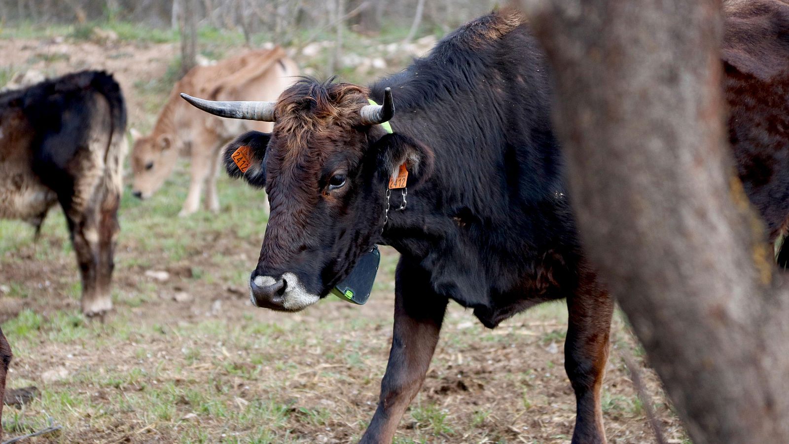 Un exemplar de vaca de l'Albera