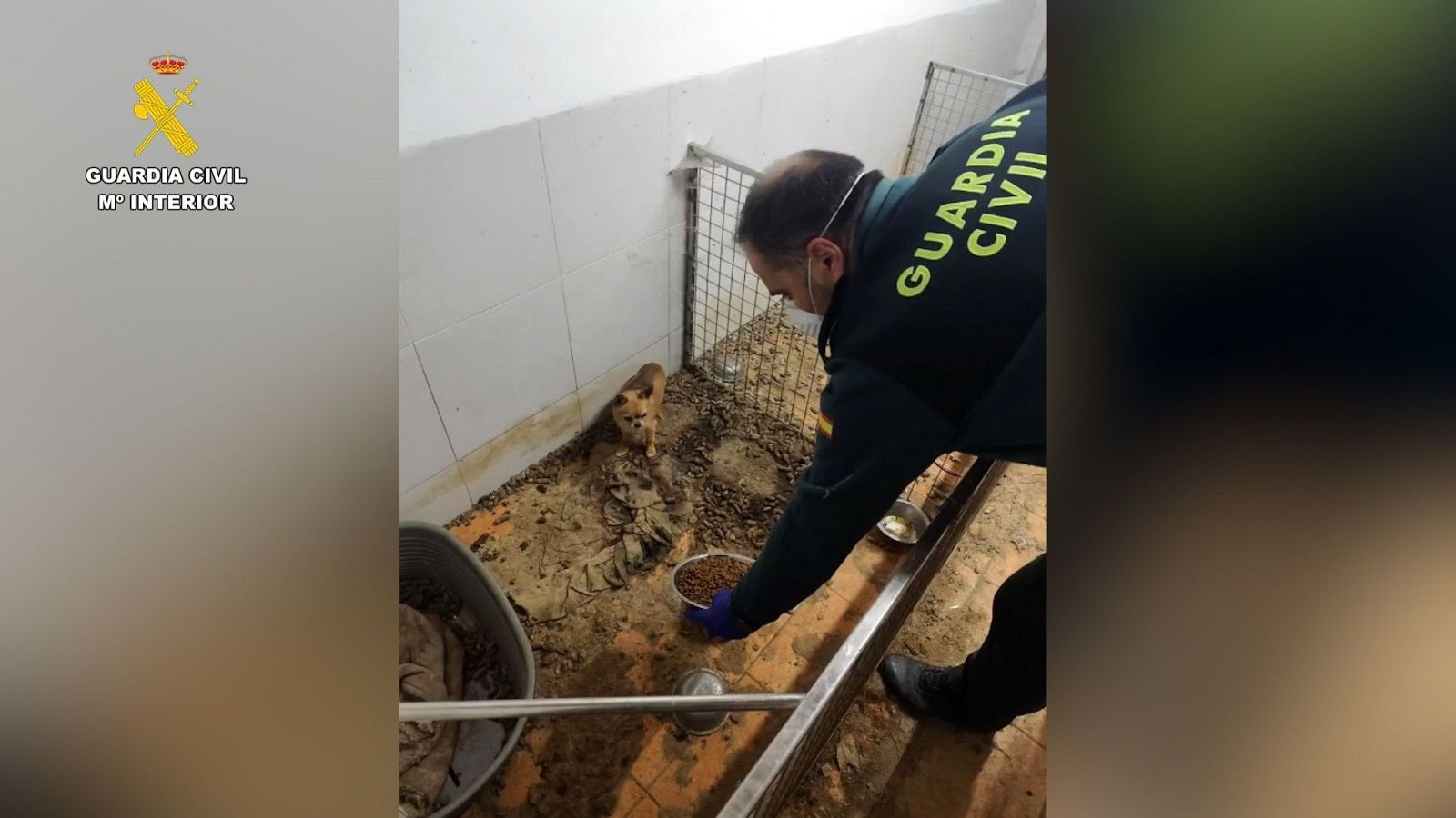La Guardia Civil halla 250 cadáveres de animales en un criadero clandestino en A Coruña.