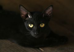 Tarrasa suspende las adopciones de gatos negros durante Halloween para evitar su uso en rituales