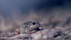 Los anfibios podrían escapar de la extinción gracias a un hallazgo español