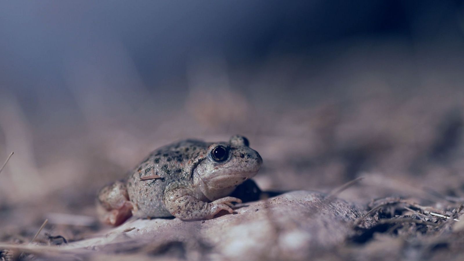 Los anfibios podrían escapar de la extinción gracias a un hallazgo español