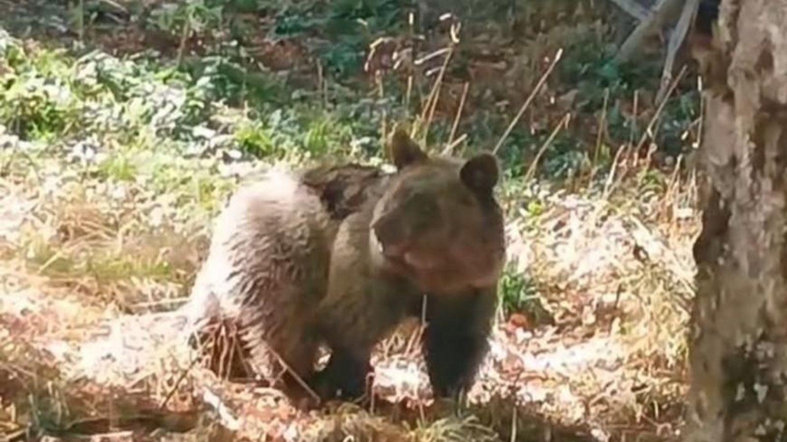 Liberan a la osezna Alba tras un proceso de recuperación de seis meses en Cantabria y León