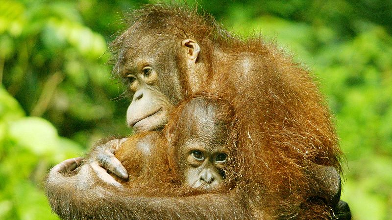Dramático descenso del número de orangutanes en Borneo
