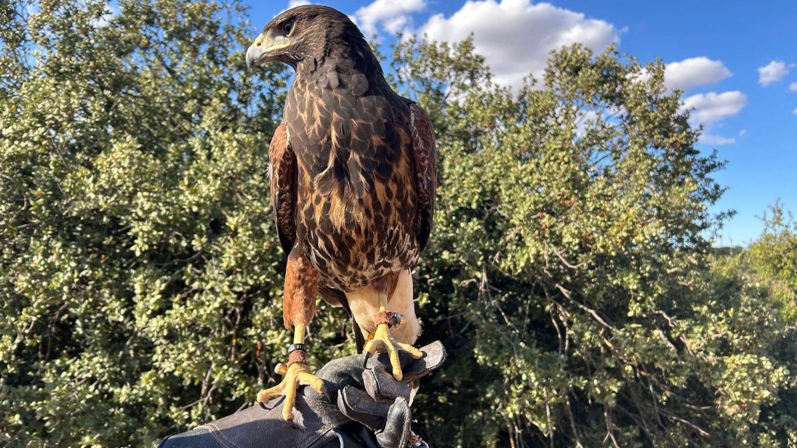 Un ave rapaz, posiblemente un halcón, se encuentra posada sobre un guante de cetrería. Se aprecia su plumaje moteado, pico afilado y garras amarillas, con pihuelas de cuero en sus patas.