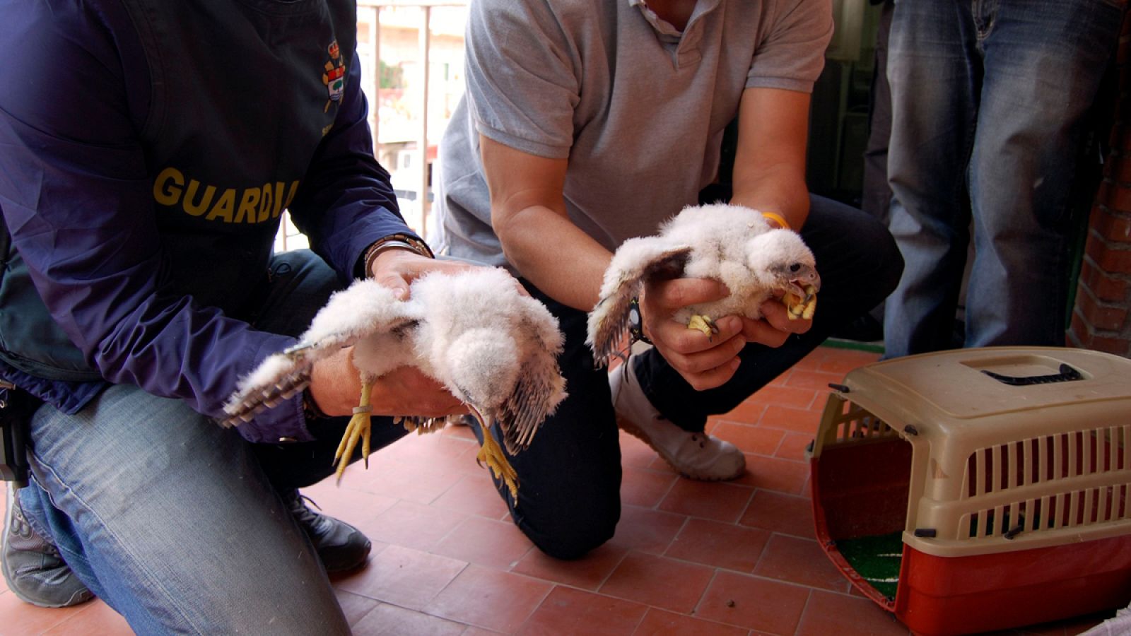 El tráfico de especies es "una de las actividades ilícitas organizadas más lucrativas a nivel mundial".