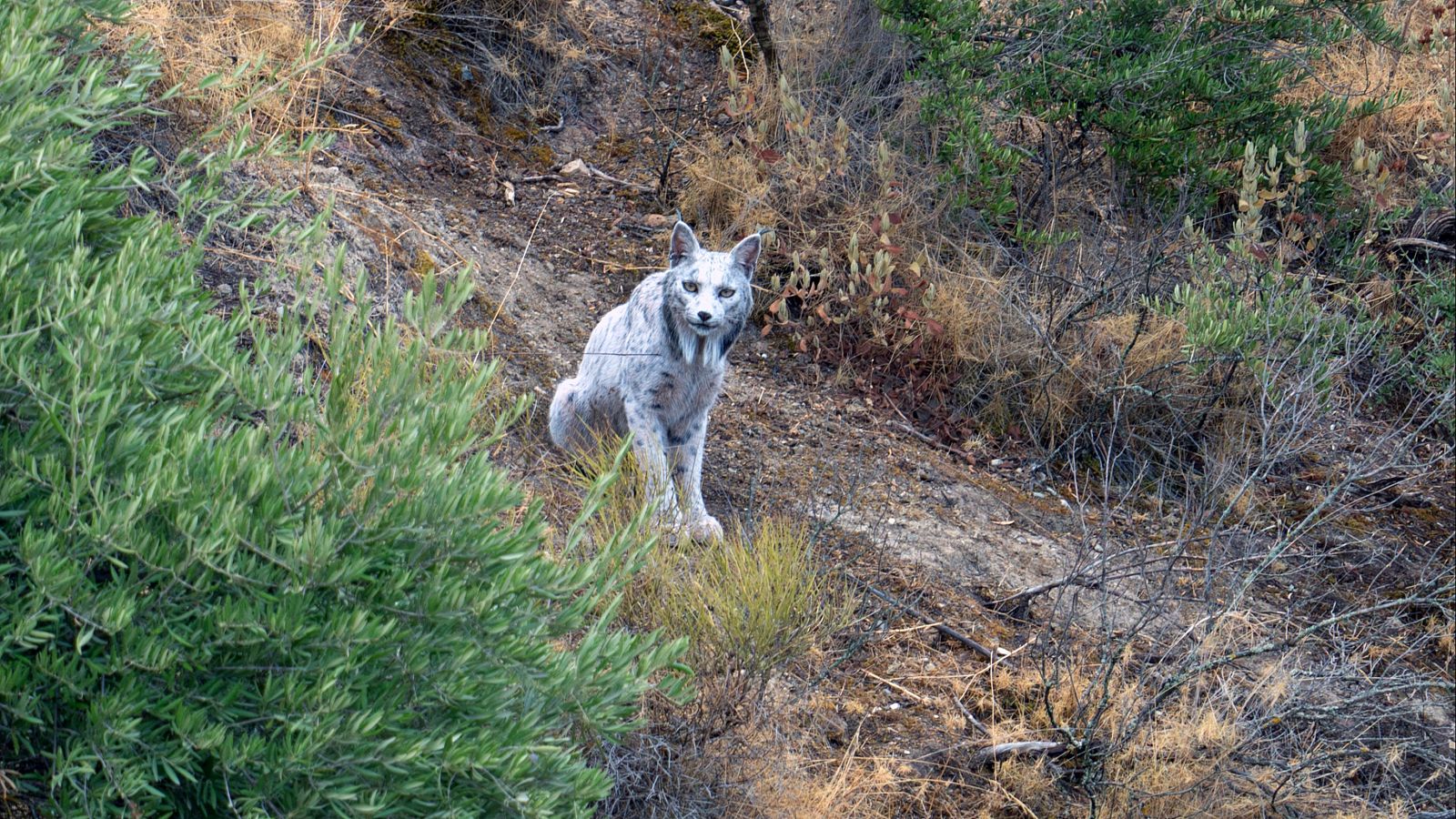 El ejemplar de lince blanco Satureja, cuya imagen se ha hecho viral al ser captada por primera vez por el fotógrafo aficionado Ángel Hidalgo